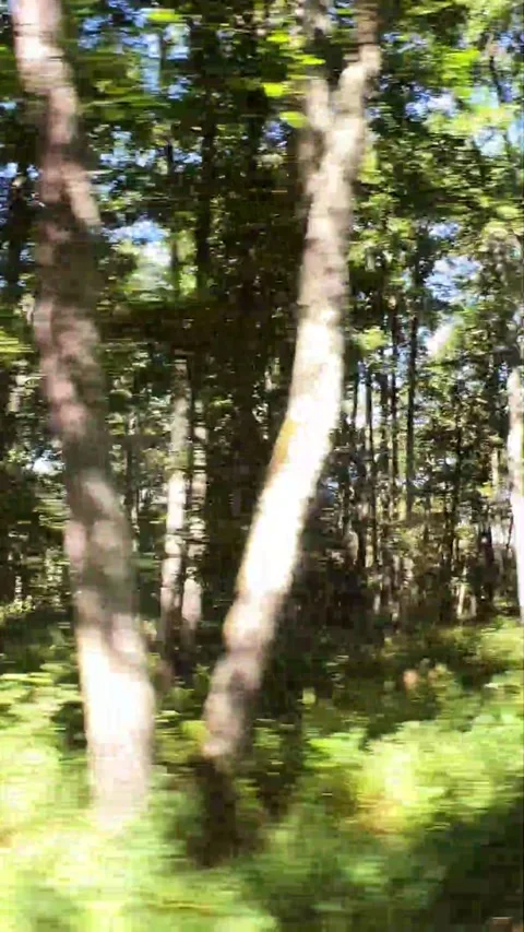 Motion Blur Green Trees Driving Forest Stock Footage 317629058