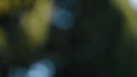 Motion blur of light and tree in the forest. motion blur background. Stock Footage 229769282