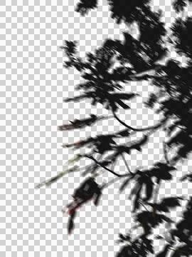 Motion blur shadow overlay of a windy tree branch for dynamic aesthetic mocku Stock Illustration