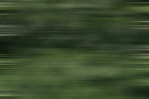 Motion blurred foliage background. Stock Photos