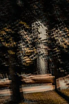 Motion blurred forest with dark trunks and golden light Stock Photos