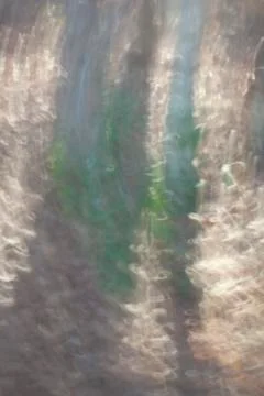 Motion blurred forest Stock Photos