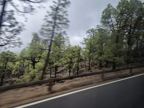 Motion blurred forest road beside mountain pines Stock Photos