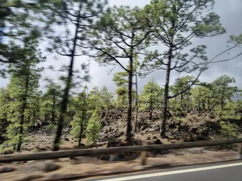 Motion Blurred Forest View from Moving Vehicle Stock Photos