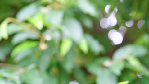 Motion blurred image of various types of trees with green leaves moving acc.. Stock Footage 300074565