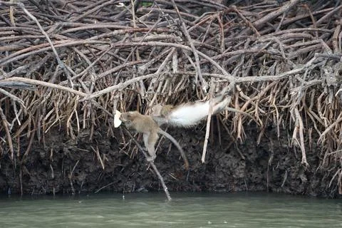 Motion blurred monkeys climb on the roots of mangrove trees and fight for foo Stock Photos