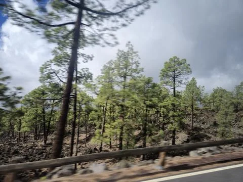 Motion blurred pine forest beside roadside Stock Photos
