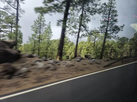 Motion blurred road through pine forest Stock Photos