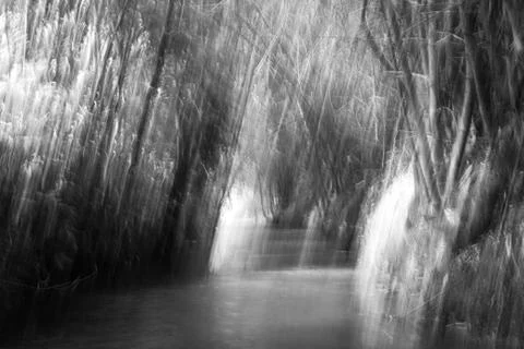 Motion blurred of trees moving in the forest. Black and white image. Stock Photos