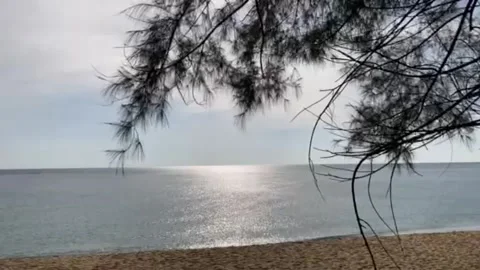 The motion of bright sunshine on the pale blue sea surface with pine branches Stock Footage 196979111