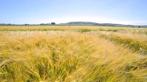 The motion of the camera above the field is laced with various varieties of rye Stock Footage 91873057