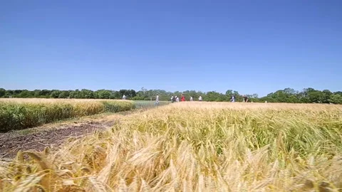 The motion of the camera above the field is laced with various varieties of rye Stock Footage 91874699