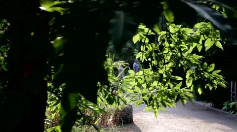 Motion camera in the park Video stock 67625948