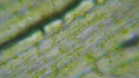 Motion Cells Chloroplast Under Microscope. Chlorophyll Cell Division. Cell Stock Footage 268197296