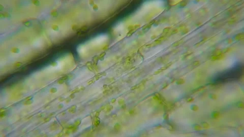 Motion Cells Chloroplast Under Microscope. Chlorophyll Cell Division. Cell Video stock 268403920