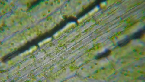 Motion Cells Chloroplast Under Microscope. Chlorophyll Cell Division. Cell Stock Footage 276059700