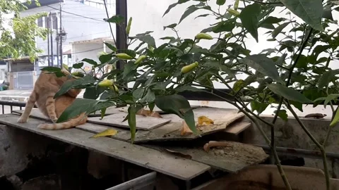Motion of Chili, Cat Behind Stock Footage 332571557