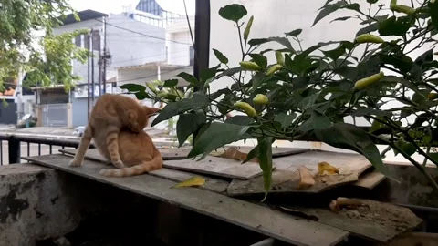 Motion of Chili in front of Cat Stock Footage 332571497