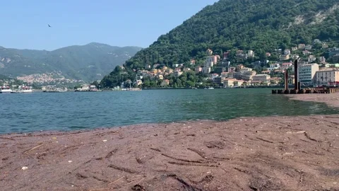 Motion of Como Lake waves. Organic waste (wood and mud) covers lake surface Stock Footage 159369915