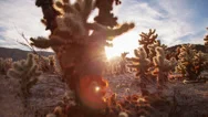Motion Control Desert Cactus Garden Sunset Timelapse Stock Footage