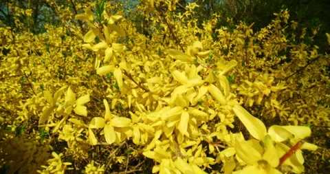 Motion Control Move of Blooming Forsythia Flowers, Alternate Move Stock Footage 238863309