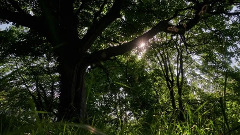 Motion control panning timelapse of trees in the wind Stock Footage 77750371