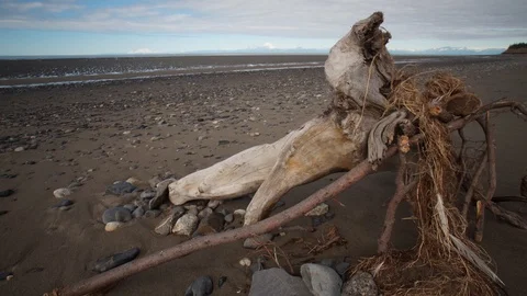 Motion control time-lapse of driftwood on beach in Alaska during summer Stock Footage 102383606