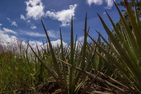 Motion Control Timelapse of Yucca and Clouds in the Desert Stock Footage 107889188