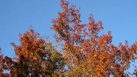 Motion Control Tracking Shot of Maple Tree Fall Foliage 動画素材 59719287
