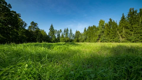 Motion controlled time lapse with meadow in forest. Stock Footage 160432200