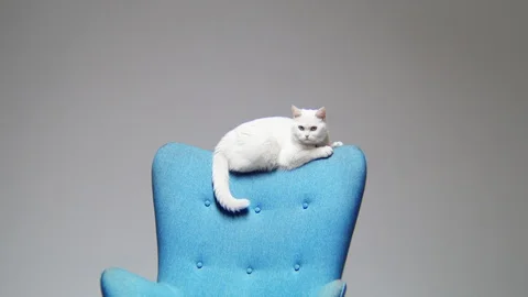 Motion to cute white cat sitting on backrest of blue chair Stock Footage 105941124