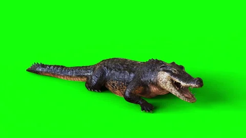 A Motion of dark American crocodile. Stock Footage 288185673