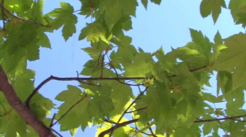 Motion detail green maple tree Stock Footage 52314769