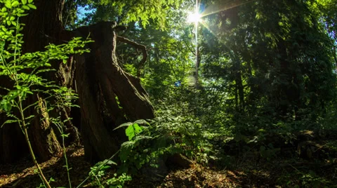 Motion dolly time lapse shot in the forest Stock Footage 31628171