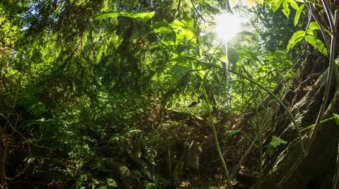 Motion dolly time lapse shot in the forest Stock Footage 31637600