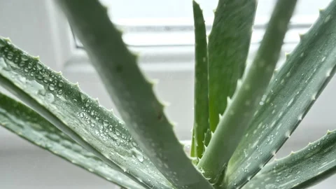 Motion of dropping a drop aloe vera liquid from leaf on green blurred background Video stock 146870238