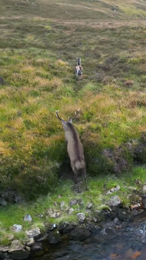 Motion duck deer jumping out mountain river stream to join herd doe deers Vidéo 296104875