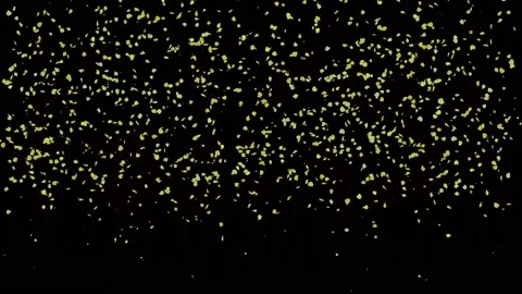 Motion of falling autumn maple leaves. yellow leaves on black background, motion Stock Footage 212019234