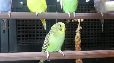 Motion of fancy parakeet in cage inside petsmart store 库存影片 66950992