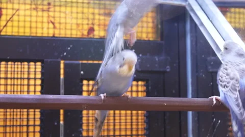 Motion of fancy parakeet in cage inside petsmart store with 4k resolution. Stock Footage 110782766