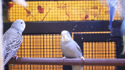 Motion of fancy parakeet in cage inside petsmart store with 4k resolution. 스톡 동영상 110818336