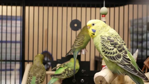 The motion of fancy parakeet in a cage inside PetSmart store with 4k Video stock 156368415