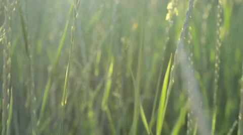 Motion in the field, steadycam Vídeos de archivo 25302861