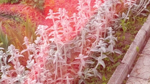 Motion footage background with colorful elements. Stock Footage 172453606