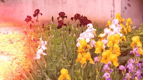 Motion footage background with colorful elements. Stock Footage 172453813