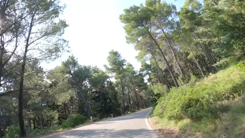 Motion forest 4k Stock Footage 134546843