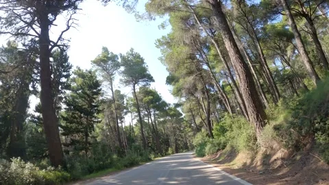 Motion forest 動画素材 134546605