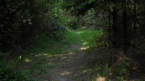 Motion forest road background Stock Photos