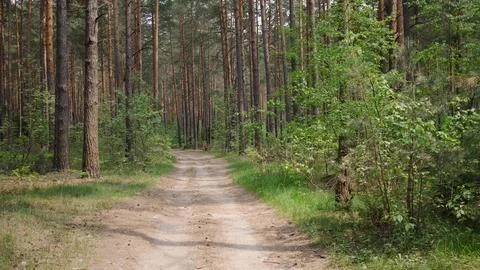 Motion forest road background Foto stock
