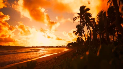Motion forward over the bush on a wild tropical beach at down. The silhouettes Stock Footage 261990896